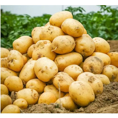 农家自产土豆