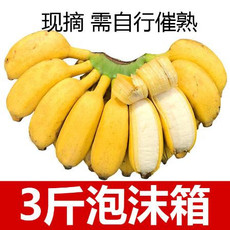  【泡沫箱】广西小米蕉10斤当季新鲜水果包邮5斤3小香蕉皇帝焦10斤【大均良品】