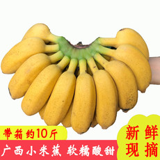  泡沫箱现摘正宗小米蕉野生皇帝米香蕉当季新鲜水果孕妇5斤包邮